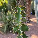 Euphorbia grandicornis Leaf