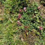 Trifolium thalii অভ্যাস