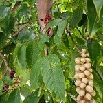Magnolia champaca Frucht