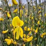 Cytisus scopariusКвітка