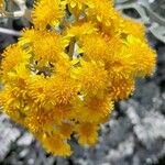 Jacobaea maritima 花