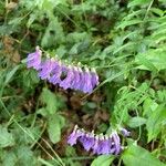 Vicia villosaFlower