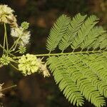 Enterolobium cyclocarpum Flower