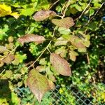 Prunus virginiana Blatt