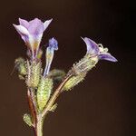 Gilia sinuata Květ