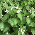 Lamium albumপাতা