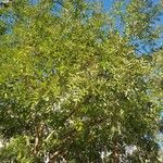 Juglans californica Лист