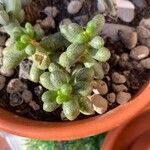 Sedum hernandezii List