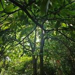 Castanea sativa Libunga