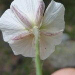 Ranunculus pyrenaeus Lorea