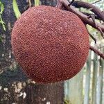 Couroupita guianensis Fruit