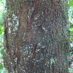 Pouteria cayennensis Kabuk