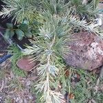 Cedrus deodara List