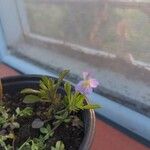 Viola bicolor Fiore