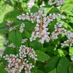 Persicaria campanulata Flower