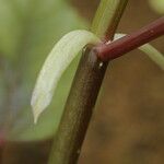 Begonia coursii Corteza