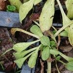 Myosotis nemorosa Leaf