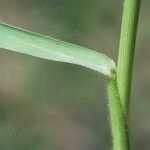 Panicum repens Drugo