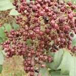 Zanthoxylum rhoifolium Fruit