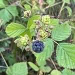 Rubus caesiusFfrwyth