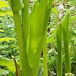 Zantedeschia rehmannii बार्क (छाल)