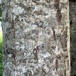 Alnus incana Bark