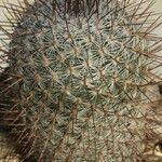 Mammillaria haageana Hábitos