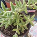 Crassula mesembryanthoides Hostoa