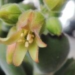 Cotyledon tomentosaBlodyn