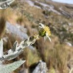 Senecio tergolanatus 花