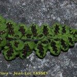 Asplenium hispanicum 葉