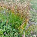 Juncus trifidus Yaprak