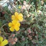 Helianthemum marifolium Blomma