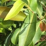 Syzygium guineense Folha