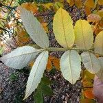 Rhus chinensis Ostatní