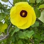 Hibiscus tiliaceus Blomst