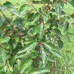 Cornus racemosa 葉