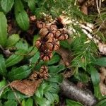 Chimaphila umbellata Fruitua