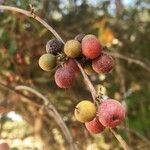 Euclea natalensis Frukto