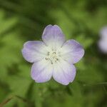 Nemophila phacelioides Цвят