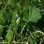 Geum pyrenaicum Blatt