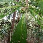 Tocoyena longiflora Плод