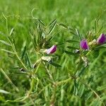 Vicia sativaBlüte