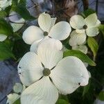 Cornus floridaFlower