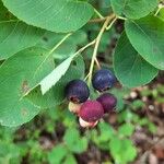 Amelanchier alnifolia Fruit