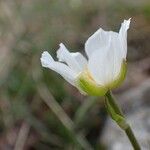 Ranunculus kuepferi Flower