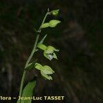 Epipactis rhodanensis Fula
