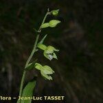 Epipactis rhodanensis Fleur