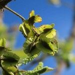 Combretum molle Frukt