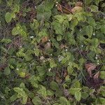 Asystasia intrusa Liść